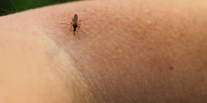 Une huile essentielle pour apaiser une piqure de moustique