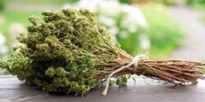 Thym : un remede naturel miracle !