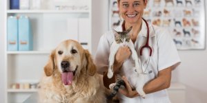 Sante animale : les differents metiers