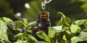 Ravintsara : une huile essentielle anti grippe ?