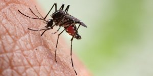 Moustique tigre : quelles maladies peut-il transmettre ? 
