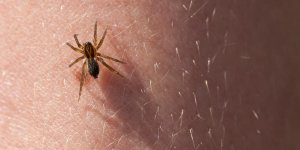 Reconnaitre une morsure d-araignee