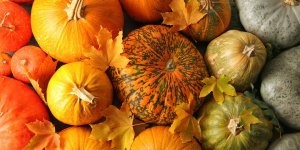 Intoxication : les courges ameres ne doivent pas etre consommees !