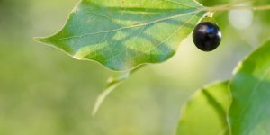 Remede contre le rhume : l-huile de camphre