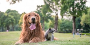 Chat, chien : bien utiliser les huiles essentielles chez les animaux