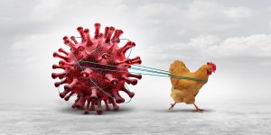 Grippe aviaire : un risque de transmission humaine, source d’"enorme inquietude" 