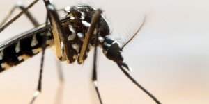 Moustique tigre : les repulsifs naturels
