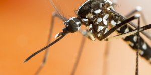 Piqure de moustique tigre : quelles maladies peut-il vous transmettre ?
