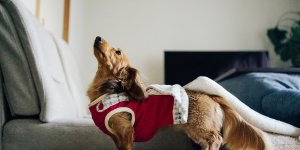 Froid : comment proteger vos animaux de compagnie ?