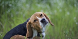 Demangeaison : les principales allergies du chien