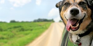Comment soigner mon chien au naturel ?