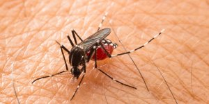 Piqure de moustique-tigre : les signes a reconnaitre en cas d-allergie !