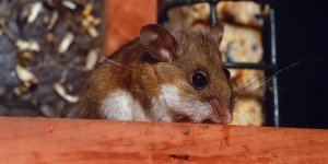 Un homme meurt de « l-Hantavirus » en Chine : qu-est-ce que cette maladie ?