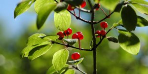 Les plantes pour lutter contre la constipation