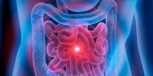Intestin : les neurones de la douleur protegent des inflammations