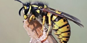 Comment soigner une piqure de guepe avec du vinaigre