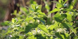Rhume des foins : il parvient a le soigner…grace aux orties