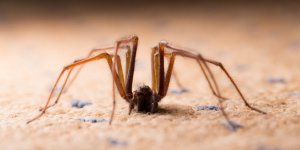 (Photo) A 60 ans, il frole l-amputation du bras apres une morsure d-araignee