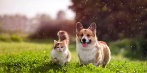 Sclerose en plaques : comment les animaux peuvent-ils aider les malades ? 
