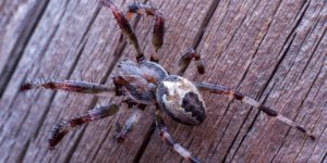 Piqures d-insectes a la gorge : quels risques ?