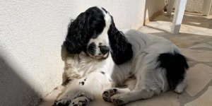 Orgelet chez le chien : comment le soigner ?