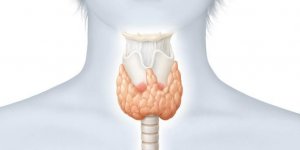 L-hypothyroidie entraine-t-elle une prise de poids ?