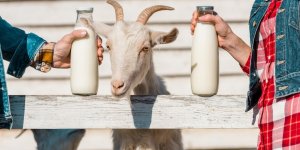 Lait de chevre : est-il vraiment meilleur pour la sante que le lait de vache ?