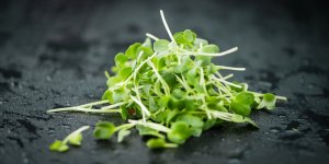 2 recettes pour se regaler avec le cresson, aliment le plus sain au monde