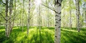 Allergie aux pollens : 40 departements en alerte rouge !