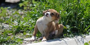 Chien : reconnaitre une allergie aux aoutats
