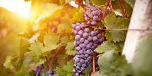 Raisin : un composant serait efficace pour prevenir le cancer du poumon