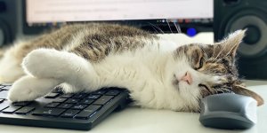 Sommeil : les cles pour bien faire la sieste 