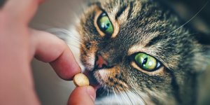 Metacam chat : a quoi sert ce medicament ?