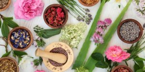 Se soigner avec les plantes : les principes de la phytotherapie
