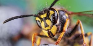 Frelon asiatique : six enfants piques et hospitalises dans l’Oise