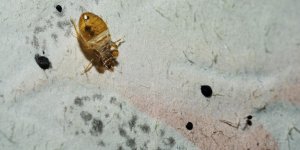 Invasion de punaises de lit dans deux cites universitaires a Montpellier