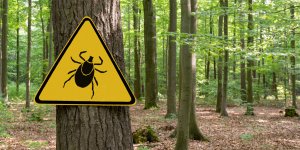 Maladie de Lyme : les femmes qui ont la soixantaine sont plus a risque