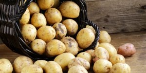 Se soigner avec la pomme de terre