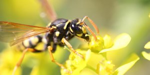 Piqure d’insectes : comment reagir ?