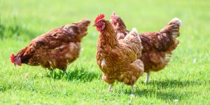Elle soigne son anxiete avec des poulets