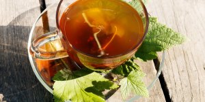 Plantes medicinales : une tisane de cassis pour maigrir
