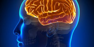 Ou peuvent se loger les tumeurs du cerveau ?