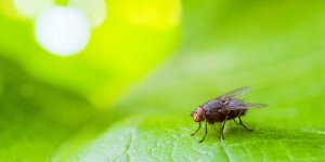 6 huiles essentielles anti-mouche !