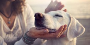 Les chiens ont-ils vraiment le meme caractere que leur maitre ?
