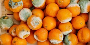 Voici les aliments que l-on peut manger meme moisis