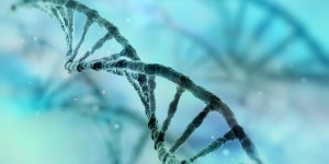 Chromosome Y : sa perte pourrait entrainer une mort precoce chez les hommes 