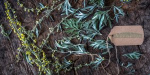 Absinthe : son usage en phytotherapie
