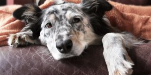 Diabete du chien : les symptomes
