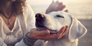 Chien : ce cancer touche 4 fois plus les males que les femelles 