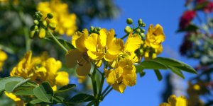 6 plantes laxatives dangereuses pour la sante